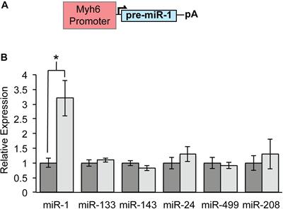 Premature MicroRNA-1 Expression Causes Hypoplasia of the Cardiac Ventricular Conduction System